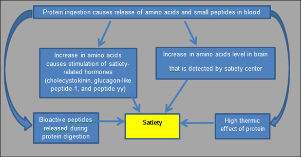 Satiety Chart